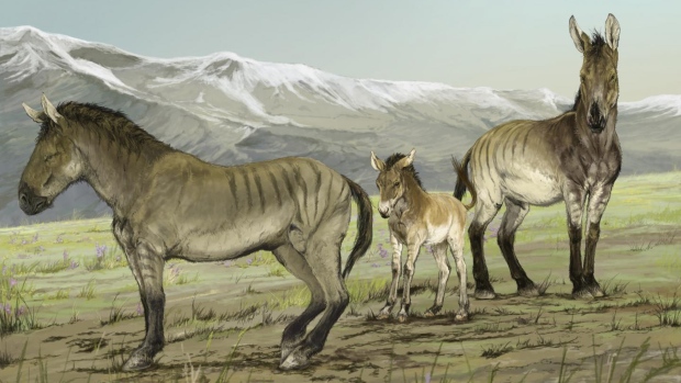 Haringtonhippus francisci