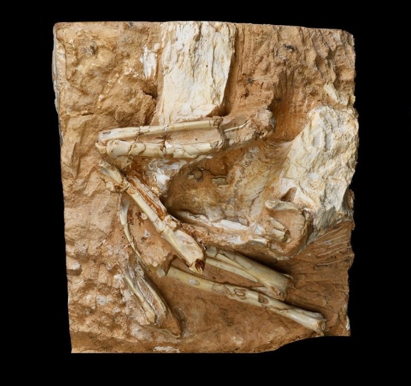 Photograph of the fossil sandgrouse Linxiavis inaquosus (left) with a fabricated-color image (right) of the bird’s skeleton based on CT scanning data. Credit : IVPP