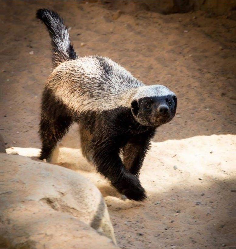 Honey Badger (Mellivora capensis). Credit: Jaffacity CC BY-SA 4.0