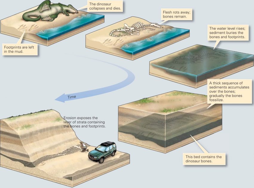 Diagram of How Dinosaur Fossils Were Formed