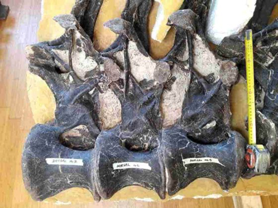 This dinosaur skeleton, at 27 meters the longest ever exhibited in Europe, is currently on display at the Museum Koenig in Bonn. The ball-and-socket joint between two vertebrae can be seen next to the measuring tape. Credit: Martin Sander/Uni Bonn