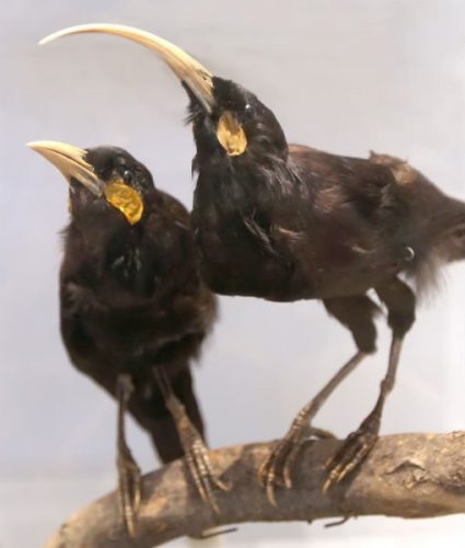 Huia