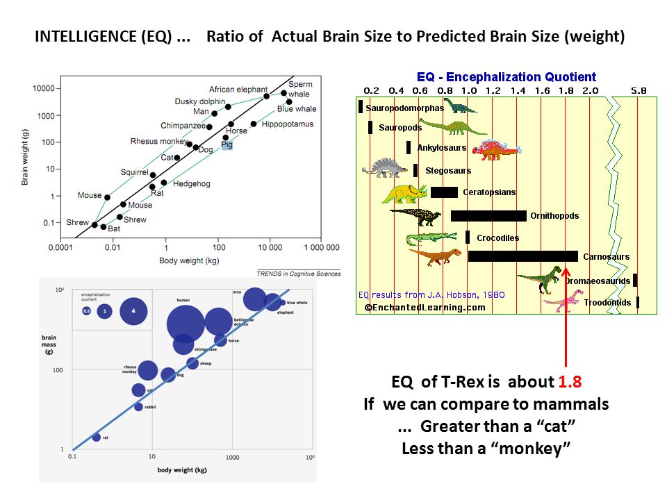 If we can compare to mammals, T. rex intelligence is greater than a cat...