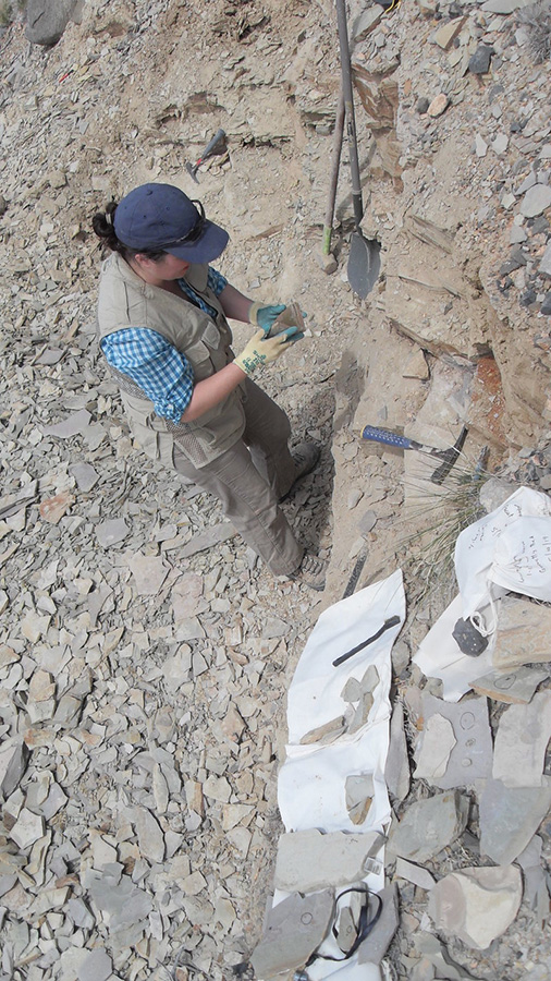 In Utah, Hopkins found oodles of E. kingii. M. HOPKINS/© AMNH