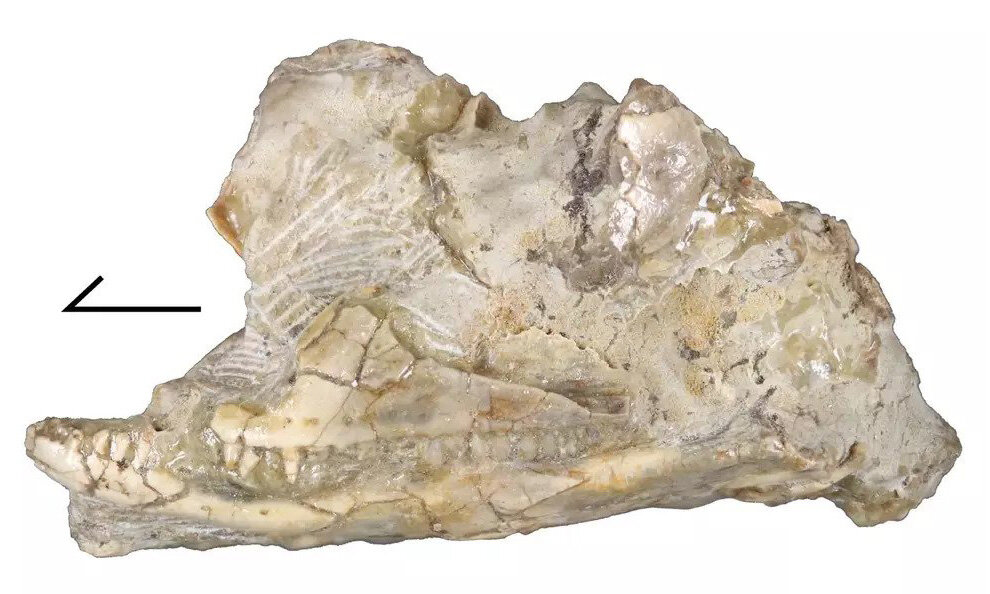 Kopidosaurus perplexus skull in left lateral view. Credit: Simon Scarpetta