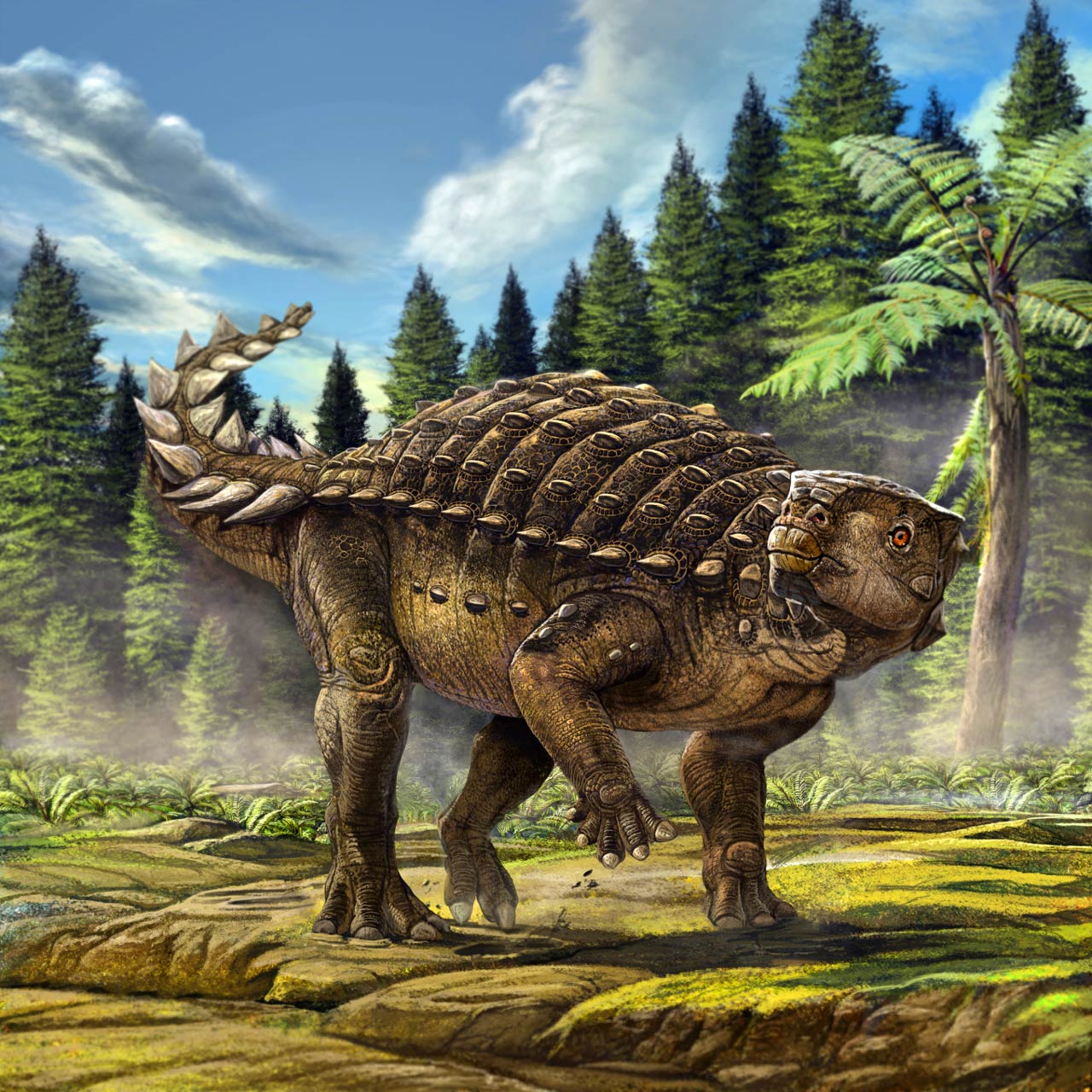 An artist impression of Kunbarrasaurus ieversi. Image credit: © Australian Geographic.