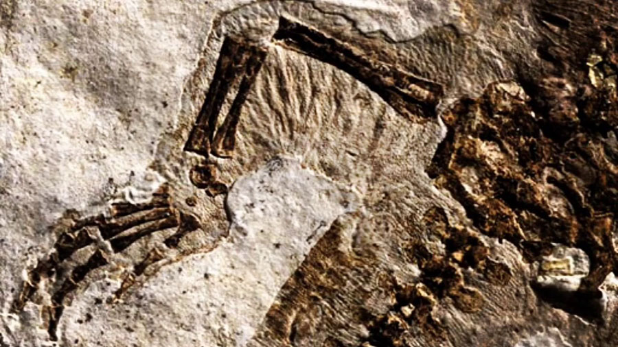 Largest Dinosaur Fossil Park Gujarat, INDIA