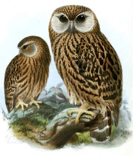 Laughing Owl