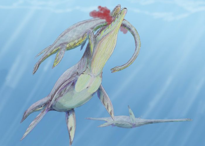 Life restoration of K. queenslandicus preying on Woolungasaurus by Dmitry Bogdanov, 2008.