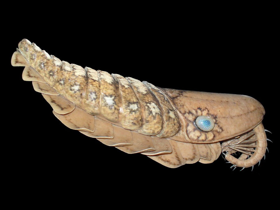 Life-size model, about 60cm, of a Laggania cambria, from the Burgess Shale fossil bed (middle Cambrian), Canada. Model by: Espen Horn
