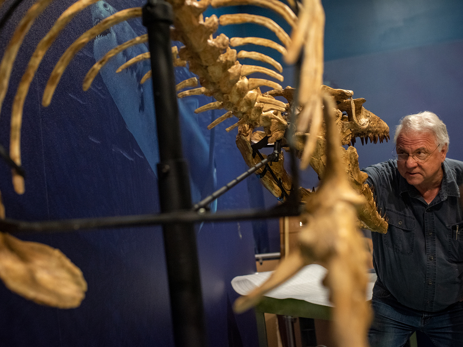 (Top) Louis Jacobs, professor emeritus of paleontology at SMU and co-curator of the Smithsonian exhibition, checks the skull of the mosasaur fossil replication. (Bottom) Michael Polcyn talks with Jacobs and Smithsonian project manager Jill Johnson about the display of fossils excavated along the coast of Angola.  / Madeleine Cook/NPR