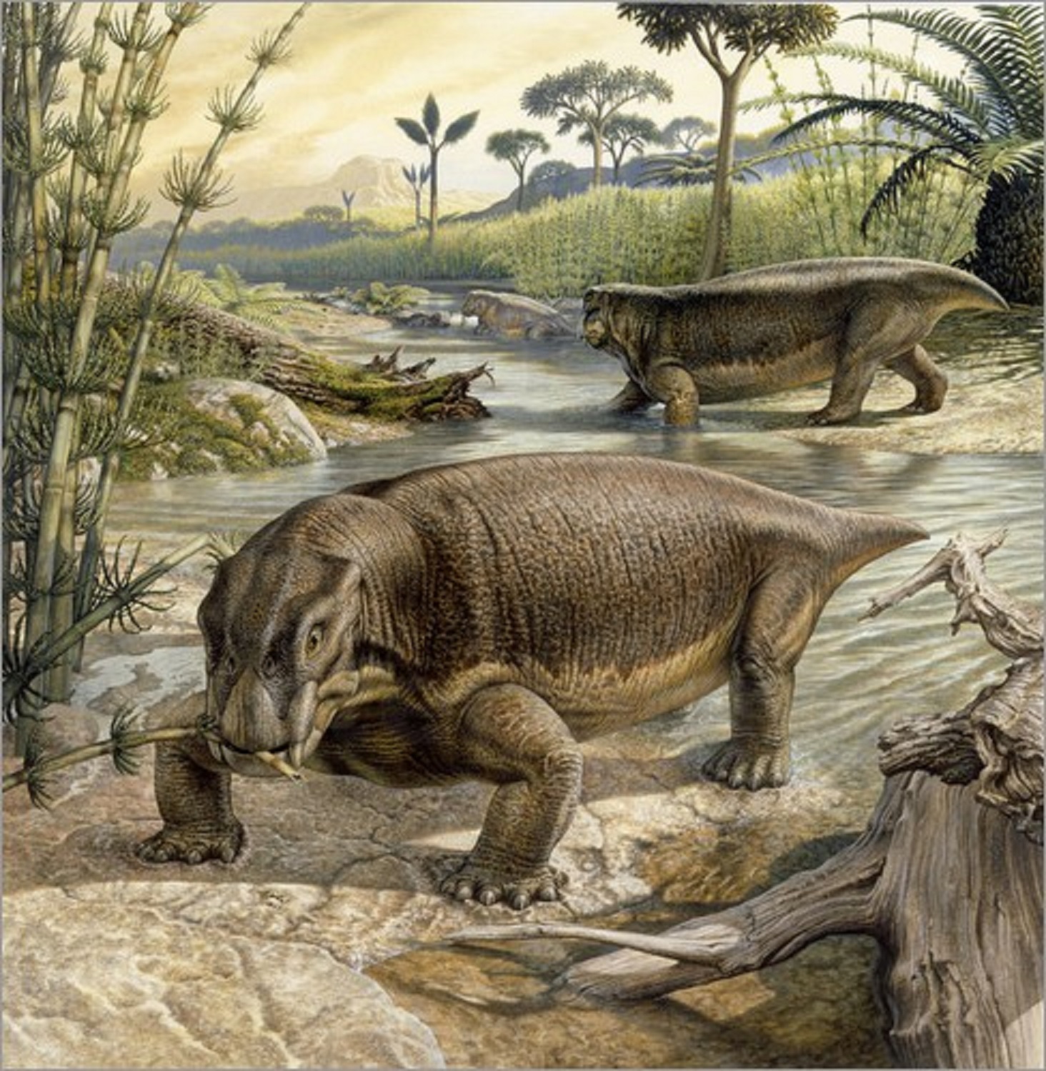 Lystrosaurus: is an extinct genus of dicinodontos therapsid Triassic period