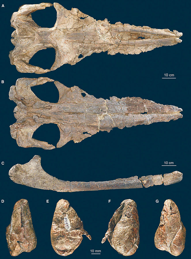 Cranial elements of the holotype of Maiabalaena nesbittae: (A-G) dorsal (A) and ventral (B) views of the holotype skull; lateral (C) view of the right mandible; dorsal (D), lateral (E), medial (F), and ventral (G) views of left tympanic bulla. Image credit: Peredo et al, doi: 10.1016/j.cub.2018.10.047.