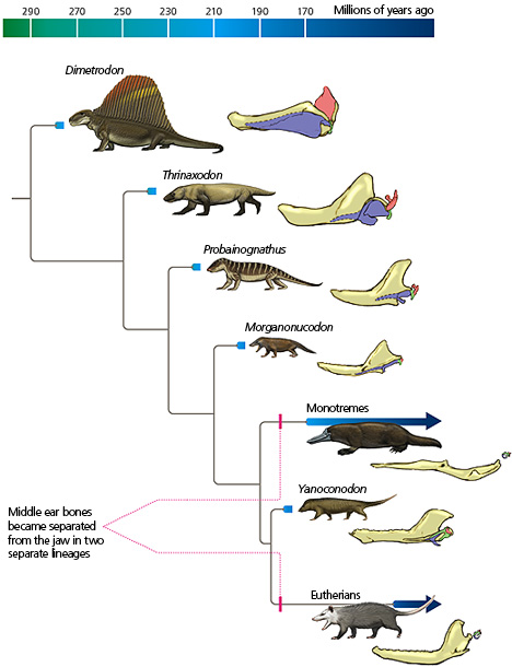 Mammal evogram