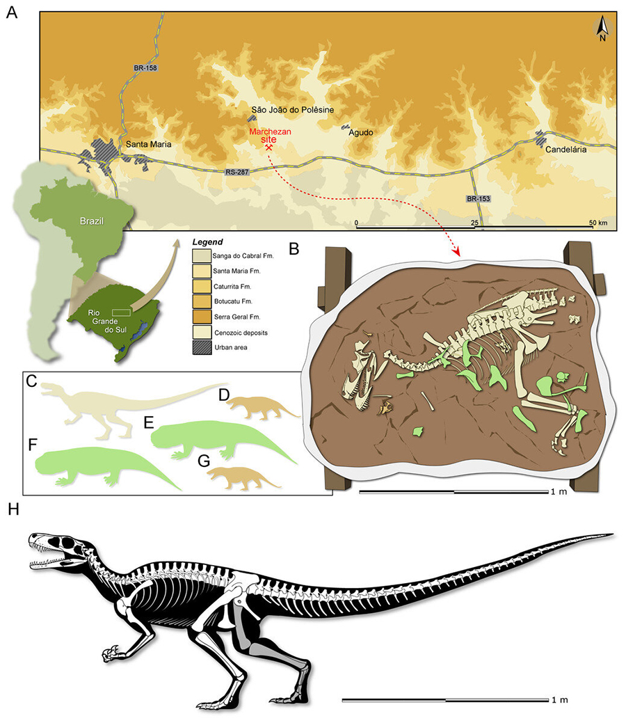 (A) Location map of the Marchezan site and the surface distribution of the geologic units in the area. (B) Schematic drawing of CAPPA/UFSM 0009 and associated specimens in the rock block before its final preparation. Silhouette of the associated individuals: (C) herrerasaurid; (D) cynodont/1; (E) rhynchosaur/1; (F) rhynchosaur/2 (collected near to the rock block); (F) cynodont/2. Silhouettes not to scale. (H) Reconstructed skeleton of Gnathovorax cabreirai. Credit: PeerJ (2019). DOI: 10.7717/peerj.7963
