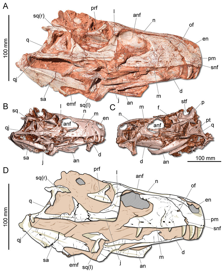 (A) Right lateral view. (B) Three-dimensional rendering of the skull in right lateral view. (C) Three-dimensional rendering of the skull in left/dorsal lateral view. (D) Schematic drawing in right lateral view. an, angular; anf, antorbital fenestra; d, dentary; emf, external mandibular fenestra; en, external naris; j, jugal; l, lacrimal; m, maxilla; n, nasal; of, oval fenestra; p, parietal; pm, premaxilla; prf, prefrontal; pt, pterygoid; q, quadrate; qj, quadratojugal; sa, surangular; snf, subnarial foramen; sq, squamosal; stf, supratemporal fenestra. Credit: PeerJ (2019). DOI: 10.7717/peerj.7963