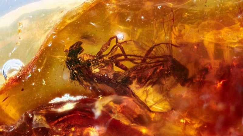 Mating flies found in 41-million-year-old amber. (Image: Jeffrey Stillwell)