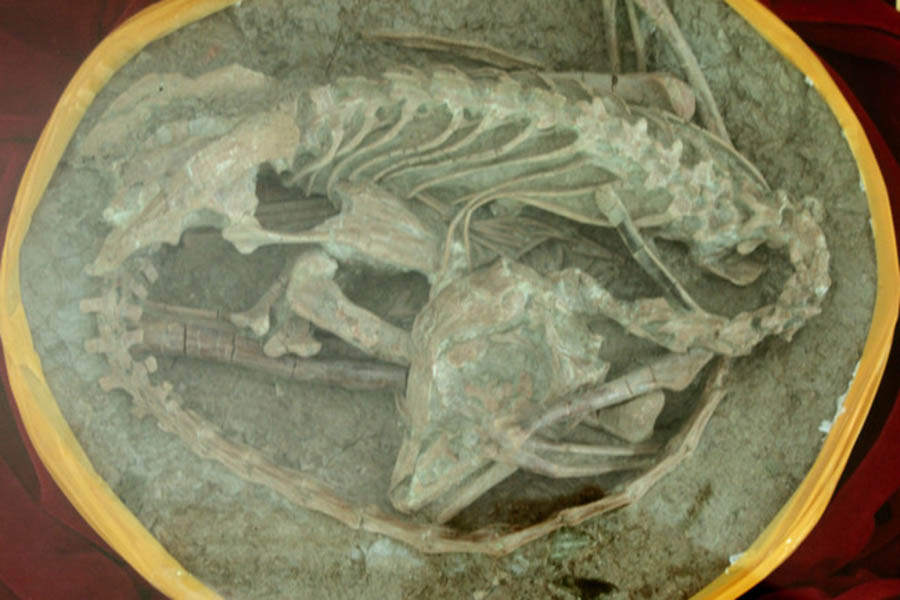 The fossil of a small, raptor-like dinosaur named Mei Long, whose name translates to "sleeping dragon." (Credit: Bruce McAdam/CC by 2.0/Wikimedia Commons)