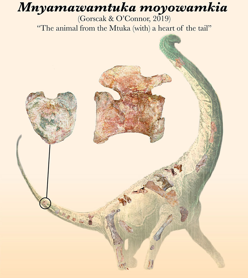 Mnyamawamtuka moyowamkia. Image credit: Mark Witton / E. Gorscak & P.M. O’Connor, doi: 10.1371/journal.pone.0211412.