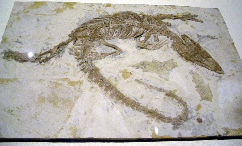 Monjurosuchus splendens fossil from the Yixian Formation. LAIKAYIU/CC BY-SA 3.0