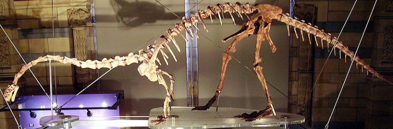 Mounted Massospondylus skeleton cast at the Natural History Museum, London, showing an outdated quadrupedal pose. Author: Ballista