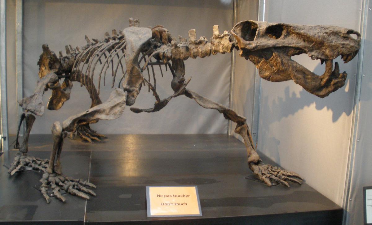 Mounted skeleton of Inostrancevia alexandri, a gorgonopsian therapsid