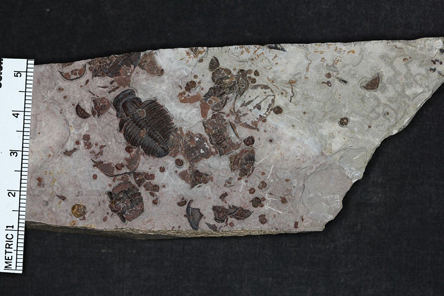 Multiple species sometimes mingle in a single slab of rock. M. HOPKINS/© AMNH