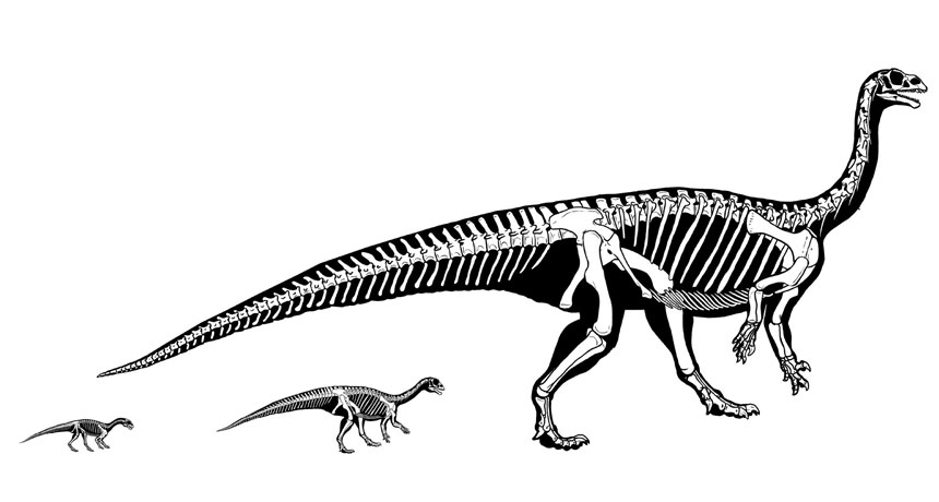 GROWING UP As Mussaurus patagonicus grew, the long-necked dinosaur’s center of mass shifted back toward its hips and tail, letting it go from a four-legged to two-legged gait even as it ballooned from the size of a chick to that of a rhinoceros.  A. OTERO ET AL./SCIENTIFIC REPORTS 2019