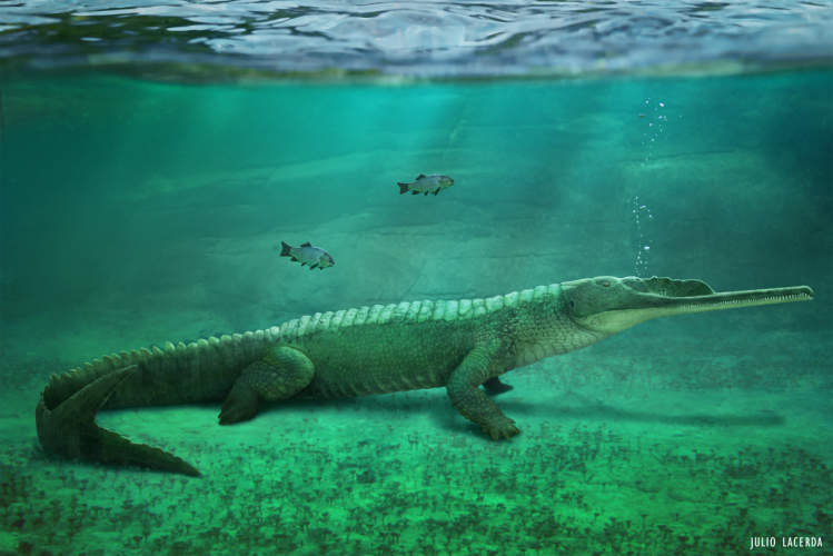 Mystriosuchus, a phytosaur specialised to an primarily aquatic lifestyle. By Julio Lacerda
