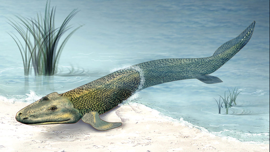 Neil Shubin recounts big moments in life’s history, including animals’ colonization of land. Tiktaalik roseae, which lived 375 million years ago, took early steps toward a terrestrial lifestyle.  ZINA DERETSKY/NATIONAL SCIENCE FOUNDATION