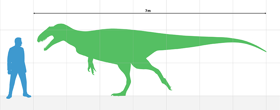 Estimated size based on the holotype.