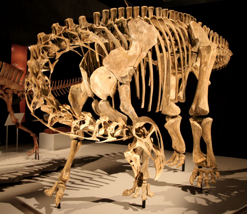 Nigersaurus mount