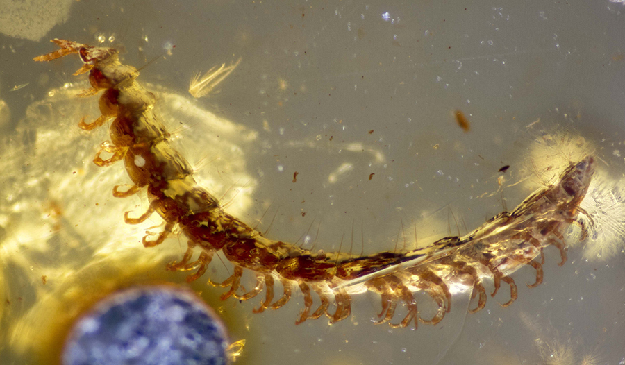 One of the newly discovered millipede fossilized in Cretaceous amber from Myanmar (Burma). Credit: Dr Thomas Wesener