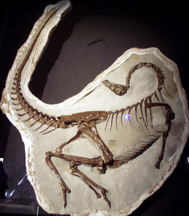 Fossil specimen of Ornithomimus sp. (TMP 1995.110.1), Royal Tyrrell Museum. This specimen was recovered from the middle Dinosaur Park Formation of Alberta. Photo courtesy of Wikipedia.
