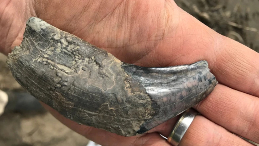 Paleontologist Grant Zazula says this may be the first lower fang of a scimitar cat ever found in Canada. (Grant Zazula/Yukon Government)