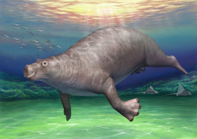 Paleoparadoxia. Image Source: Royal Society Open Science