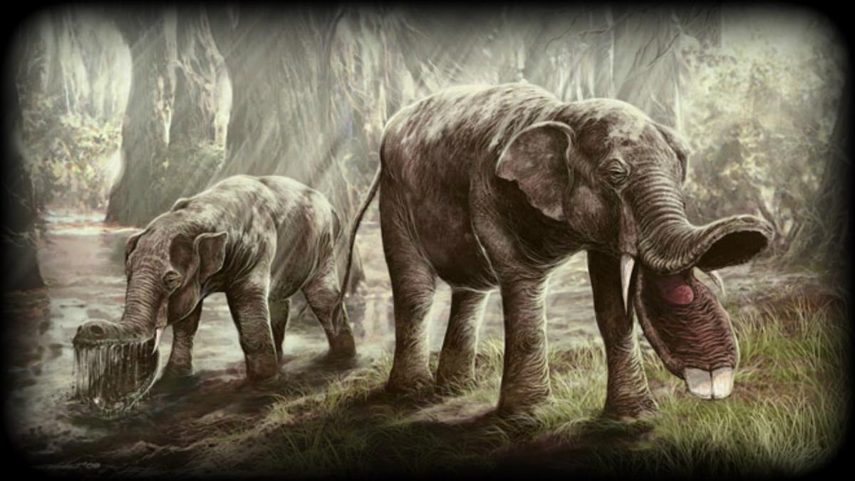 Platybelodon