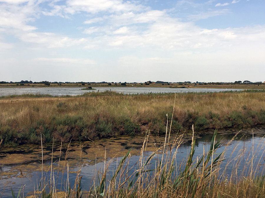 Thousands of years ago, this area was a shallow sea. As the Po River transported mud and sand to the Adriatic Sea, the sea gave way to a river delta and then lagoons and marshes. These environmental changes are reflected in the groups of fossils preserved below the surface. Image courtesy of Daniele Scarponi