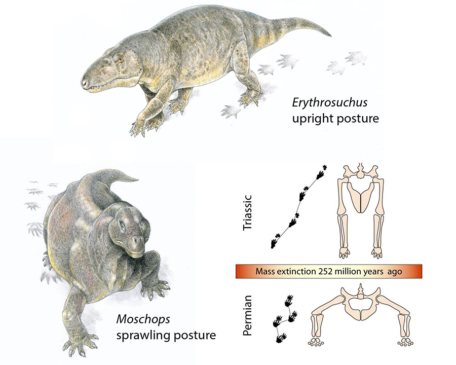 Posture shift at the end of the Permian, 252 million years ago. Before the crisis, most reptiles had sprawling posture; afterward, they walked upright. This may have been the first sign of a new pace of life in the Triassic. Credit: animal drawings by Jim Robins, University of Bristol