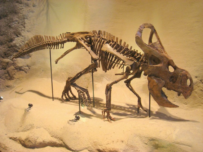 Protoceratops skeleton