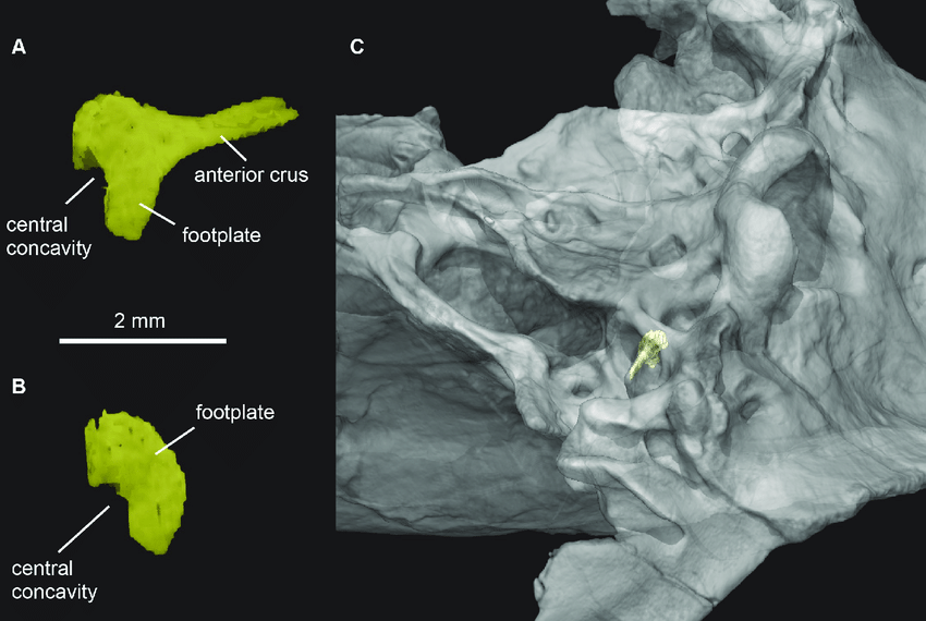 Pseudotherium argentinus, incomplete right stapes of Pseudotherium. (A) Anteromedial view of stapes, (B) medial view of footplate of stapes, and (C) semitransparent isosurface render of stapes in situ and skull in oblique-ventral view.
