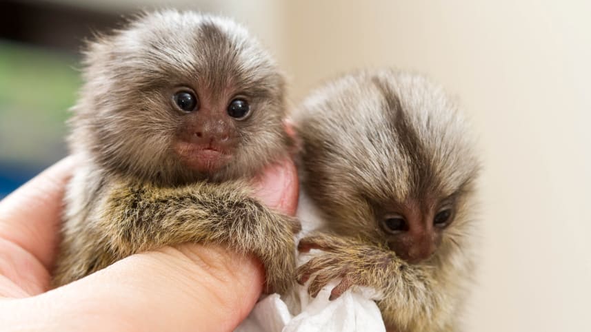 Pygmy marmosets, members of the Platyrrhini: The newly discovered fossil monkey may have been around this. CREDIT: size.bluedog studio / Shutterstock.co