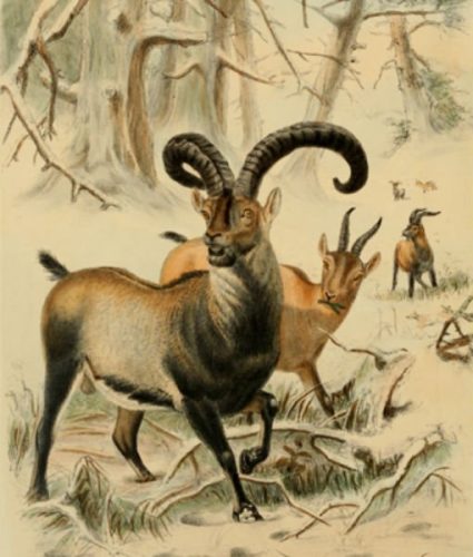 Pyranean Ibex