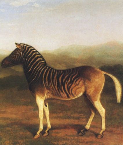 Quagga