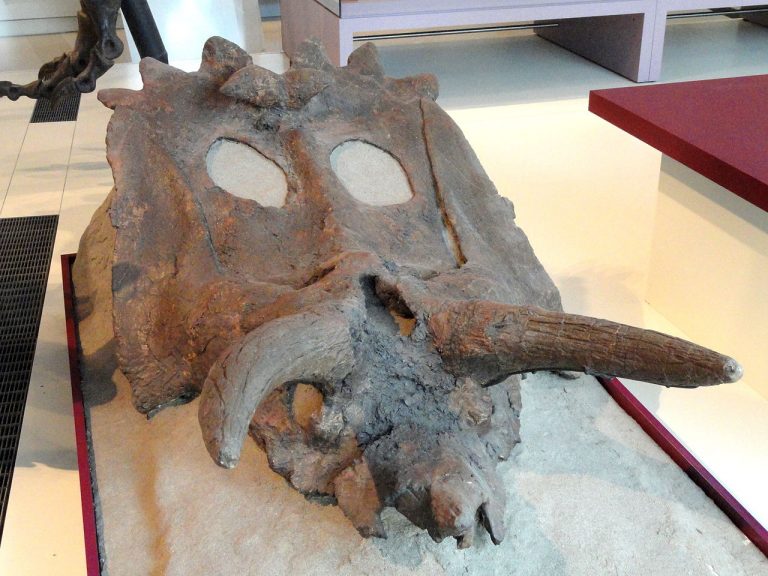 ROM 802, a skull in the Royal Ontario Museum by Daderot