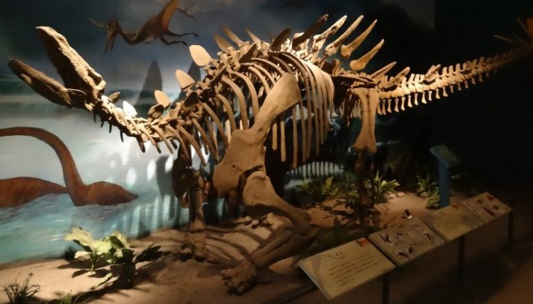 Reconstructed skeleton of Tuojiangosaurus
