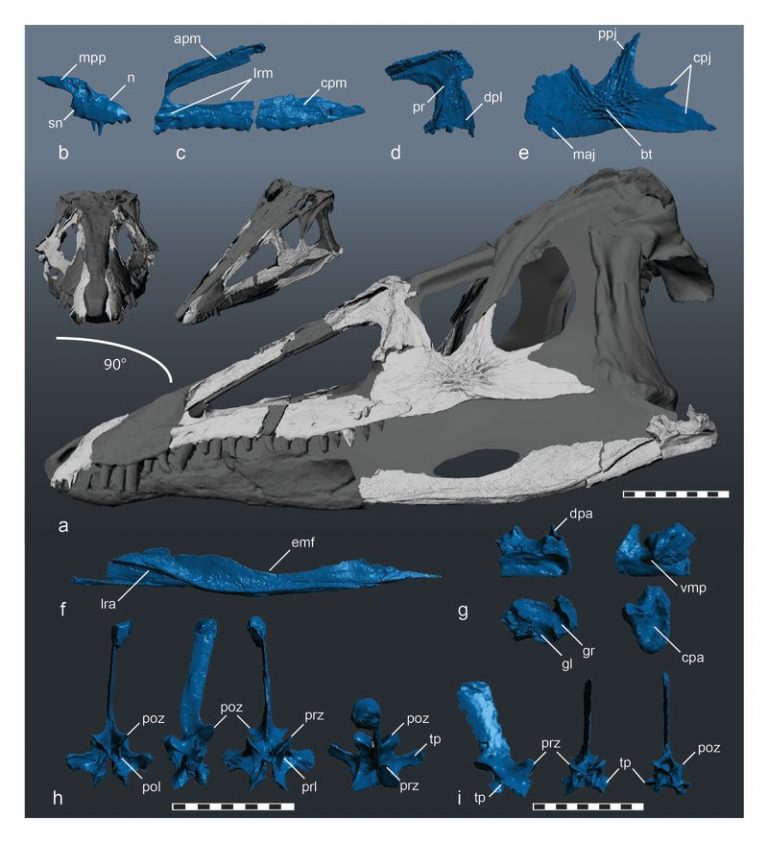 Reconstructed skull of Carnufex carolinensis. 3D surface models of skull bones shown in white. Grey areas are missing elements reconstructed from close relatives of Carnufex.