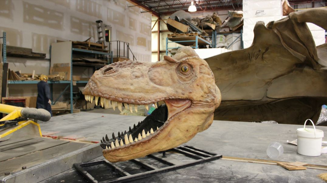 Research Casting International's replica of an Albertosaurus skull. (David Rockne Corrigan)
