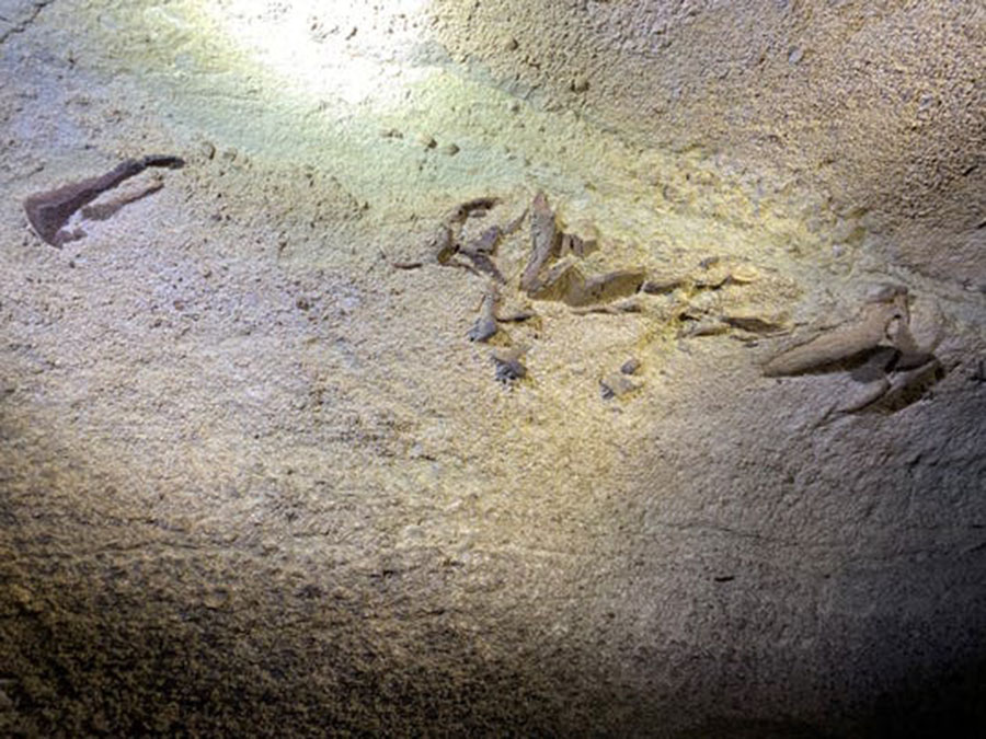 Researchers discovered fossilized remains of a 330-million-year-old shark in Mammoth Cave. (Photo: Provided by Matt Cecil)