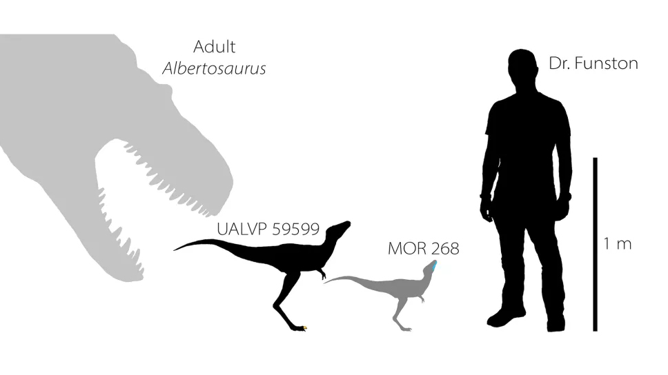 Researchers have found a toe claw (shown in yellow, second from left) and jawbone (shown in blue, third from left) of baby tyrannosaurs that lived between 75 million and 70 million years ago in North America. For scale, here are reconstructions of the tyrannosaur babies compared with an adult Albertosaurus tyrannosaur (left) and lead researcher Gregory Funston. (Image: © Gregory Funston 2020)